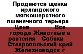 Продаются щенки ирландского мягкошерстного пшеничного терьера › Цена ­ 30 000 - Все города Животные и растения » Собаки   . Ставропольский край,Железноводск г.